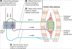 <p>afferent</p>