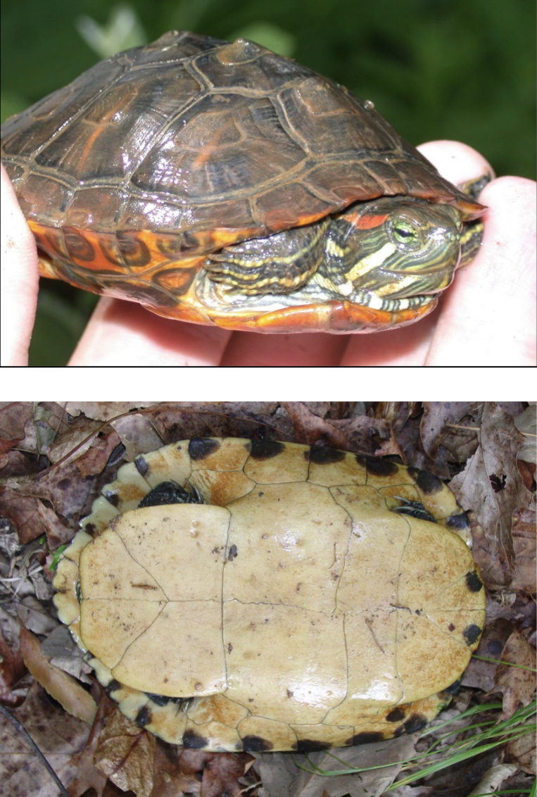 <p>variable shell color; often serrated;</p><p>plastron yellowish with dark spots on</p><p>scutes; <strong>line behind eye is usually red, but</strong></p><p><strong>can be orange or yellowish; line usually</strong></p><p><strong>thickest behind eye</strong></p><p>dist: cosmo</p><p>habitat aquatic generalist</p>