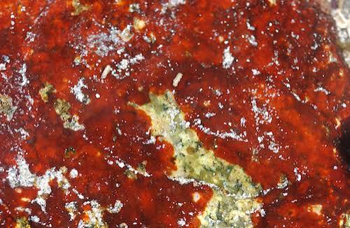<p>red algae (rhodophyte)</p><p>pirates blood </p><p>red crust </p>