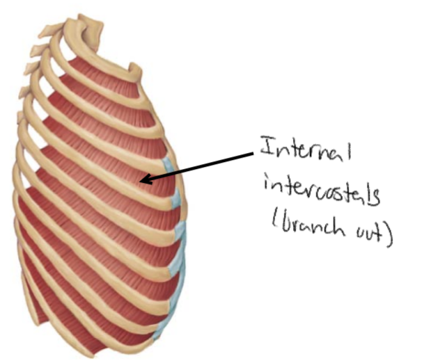 <p>What is the action for the <strong><u>Internal intercostal</u></strong>?</p>