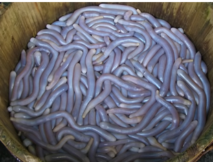 <p><span style="color: red;">A coelomate protostome develops its coelom through ______</span></p>