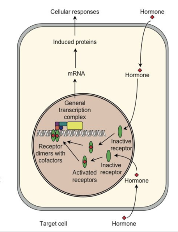 <p>• Estrogen Receptor</p><p>• Androgen Receptor</p><p>• Glucocorticoid Receptor</p><p>• Thyroid hormone Receptor</p><p>• Retinoid X Receptor</p><p></p>