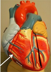 <p>Identify the structure</p>