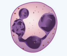 <p>neutrophils</p>