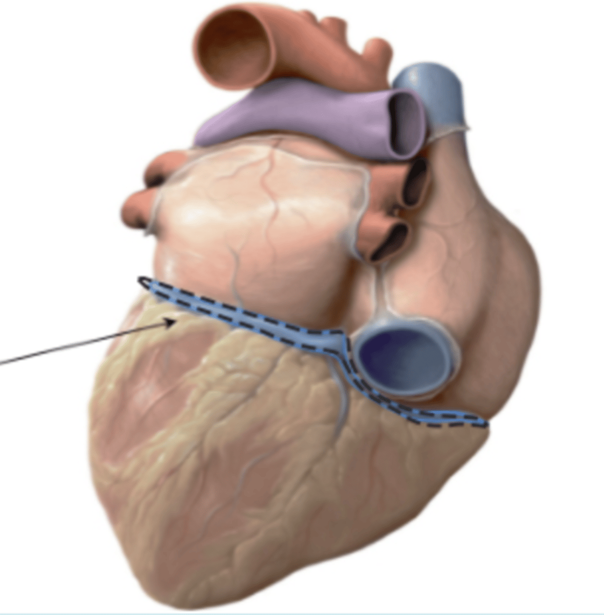 <p>Groove on the heart surface marking the boundary between atria and ventricles.</p>