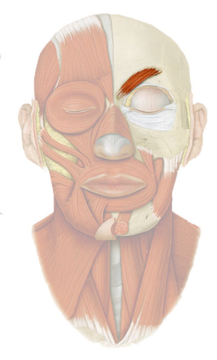 <p>wrinkles brow</p>