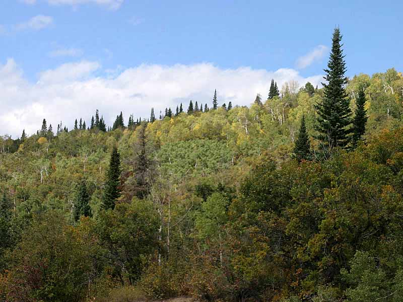 <p>temperate shrublands/woodlands biome: Location</p>