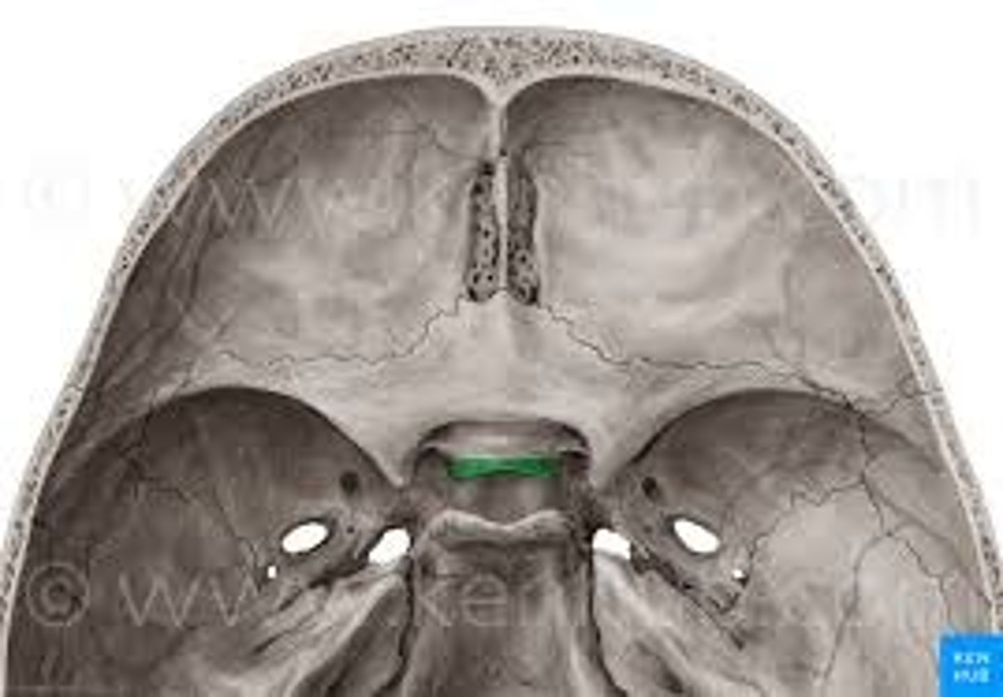 <p>waarachter een kleine sulcus afgegrensd door weinig duidelijke crista</p>