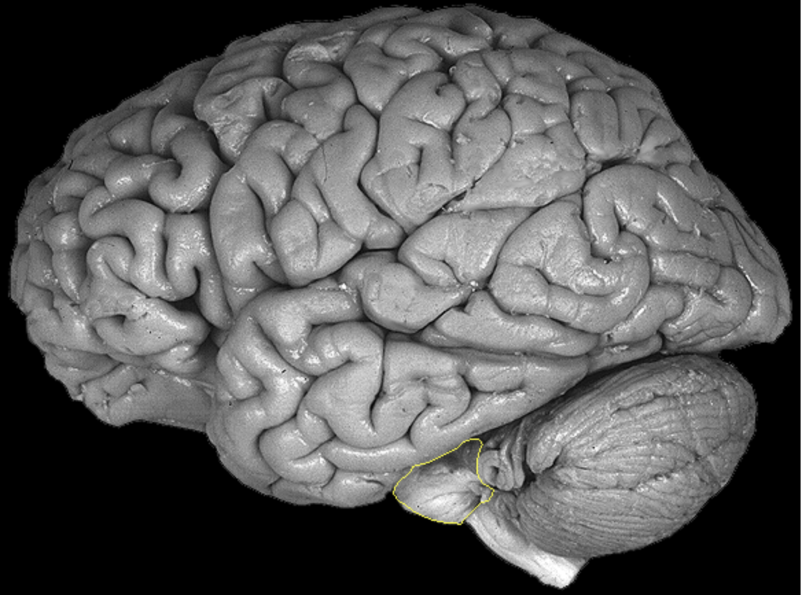 <p>What is the area highlighted called?</p>