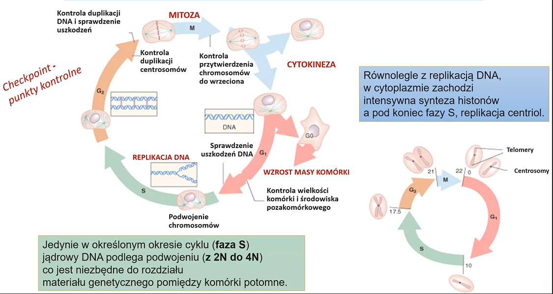<p>Stany cyklu kom.:</p><p>-M (30 min.)</p><p>-G1 (anabolizm, podwojenie V)</p><p>-S (synteza, replikacja DNA 2c>4c)</p><p>-G2 (przygotowanie do podziału, wzrost)</p>