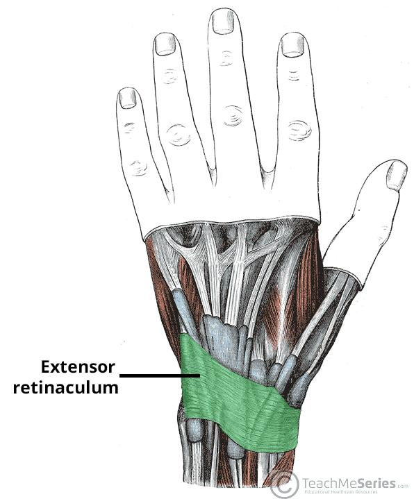 <p>Band of thickened fascia around joints that helps stabilize tendons and maintain their proper position → holds tendons in place at joints</p>