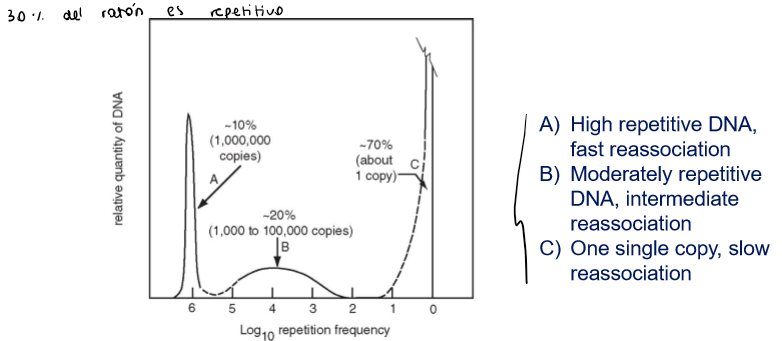 <p><strong>Through denaturing/renaturing experiments:</strong> repetitive sequences associate and dissociate much quicker, while non repetitive DNA takes longer</p><p>if the DNA is repetitive, when you do the hybridazion step, it will hybridaze much quicker (más concentración de esa secuencia, tendrá más probabilidad de encontrarse)</p>