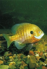 <p>It illustrates how different sizes of Bluegill occupy different habitats based on predation risk and feeding strategies.</p>