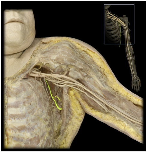 <p>What’s the spinal level of the thoracodorsal nerve?</p>