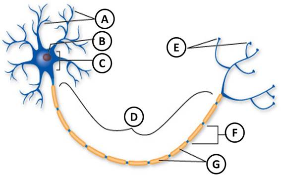 <p><span>Identify the structure labeled “A” on the diagram of a myelinated neuron.</span></p>