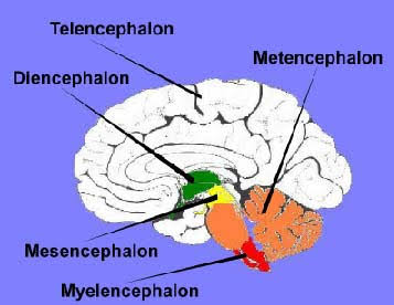 <p>Telencephalon lesion signs</p>