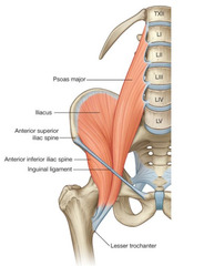 <p>Inferior margin of abdomen</p>