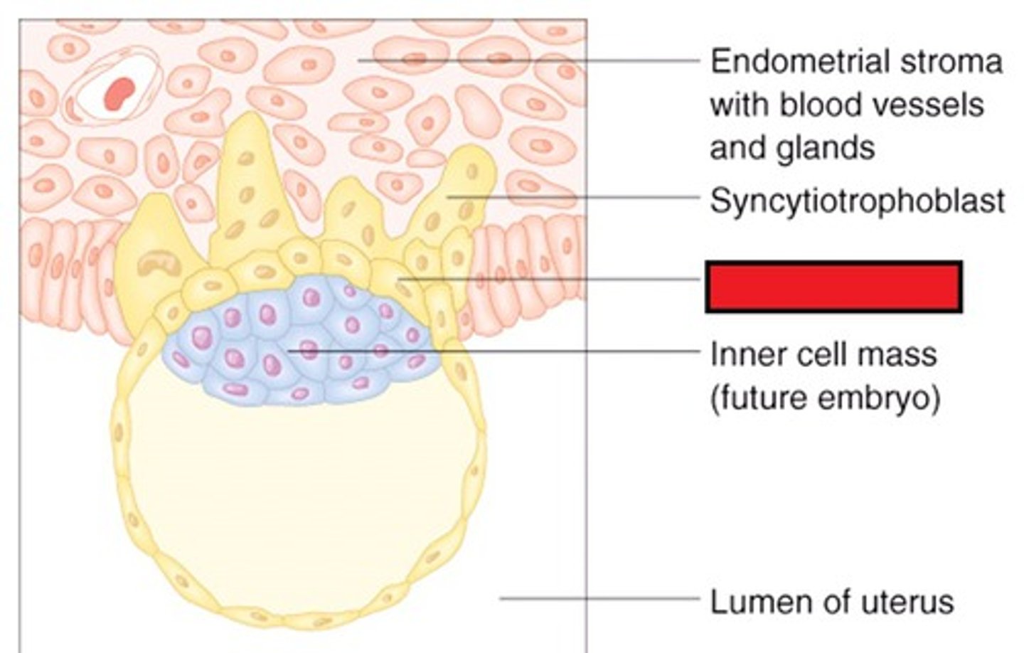 <p>Inner cellular layer of the trophoblast; contributes to chorion and placenta.</p>