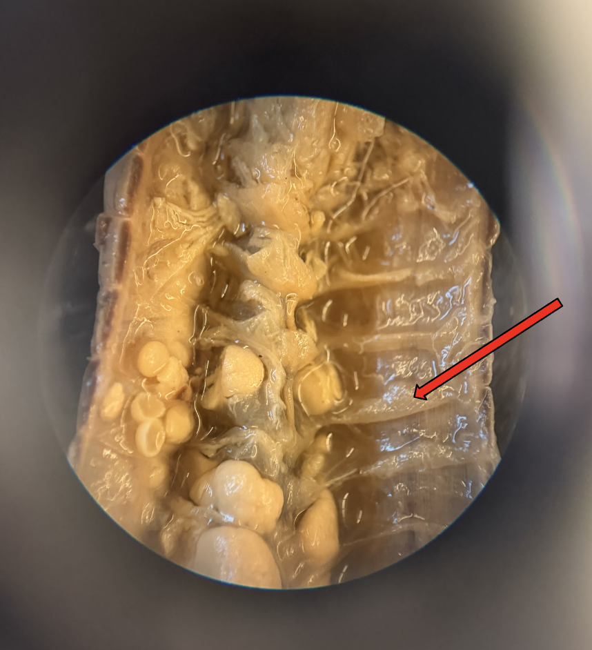 <p>What is this Structure? What is the Function?</p>