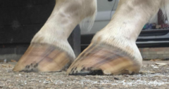 <p>How would you describe the hoof closer to the camera?</p>