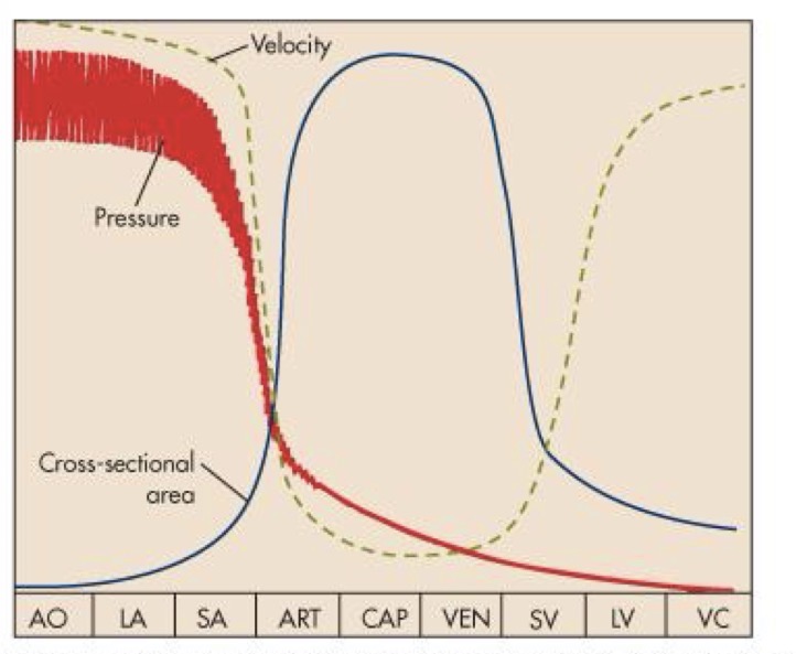 <p>fast - aorta, large arteries, small arteries, small veins, larger veins, vena cava</p><p>Slow - arterioles, capillaries, veins</p>