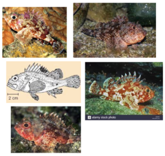 <p>Small red scorpionfish</p>