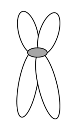 <p>protein “handle” used during mitosis and meiosis</p>