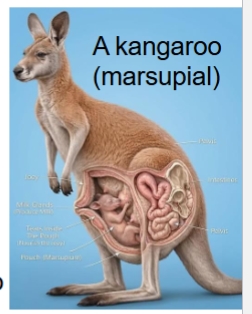<p>gestate briefly & give birth to tiny, embryonic offspring that develop while attached to the mother’s nipples.- Kangaroo</p>