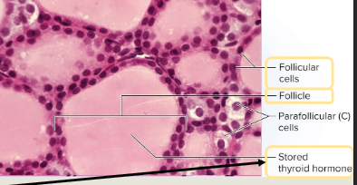 <p>made up of thryoid follicles which contain protein rich colloid surrounded by follicular cells</p>
