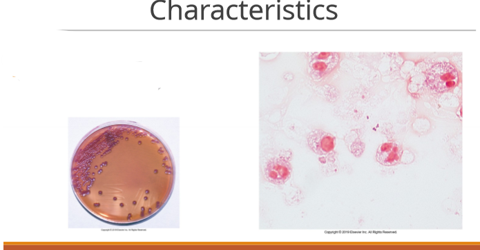 <p>purple hue on MAC but NLF (sacrolytic)</p>