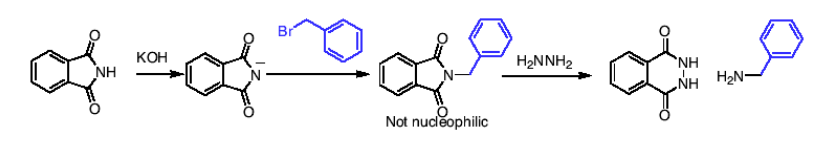 <p>1) Phthalimide deprotonated (using KOH) and nucleophile attacks the (-) on the N and attaches. </p><p>THEN</p><p>2) H2HHH2 to release the final amine</p>