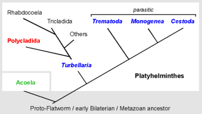 <p>Platyhelminths may not be __________ but are generally considered to be so.</p>