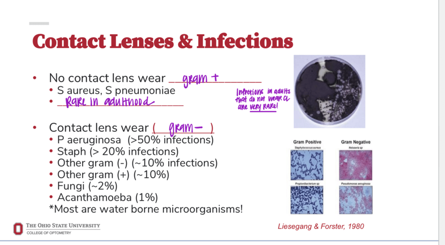 <p>If a patient presents with a bacterial infection that DOES NOT wear CLs, the bacteria is likely gram (+/-)</p>