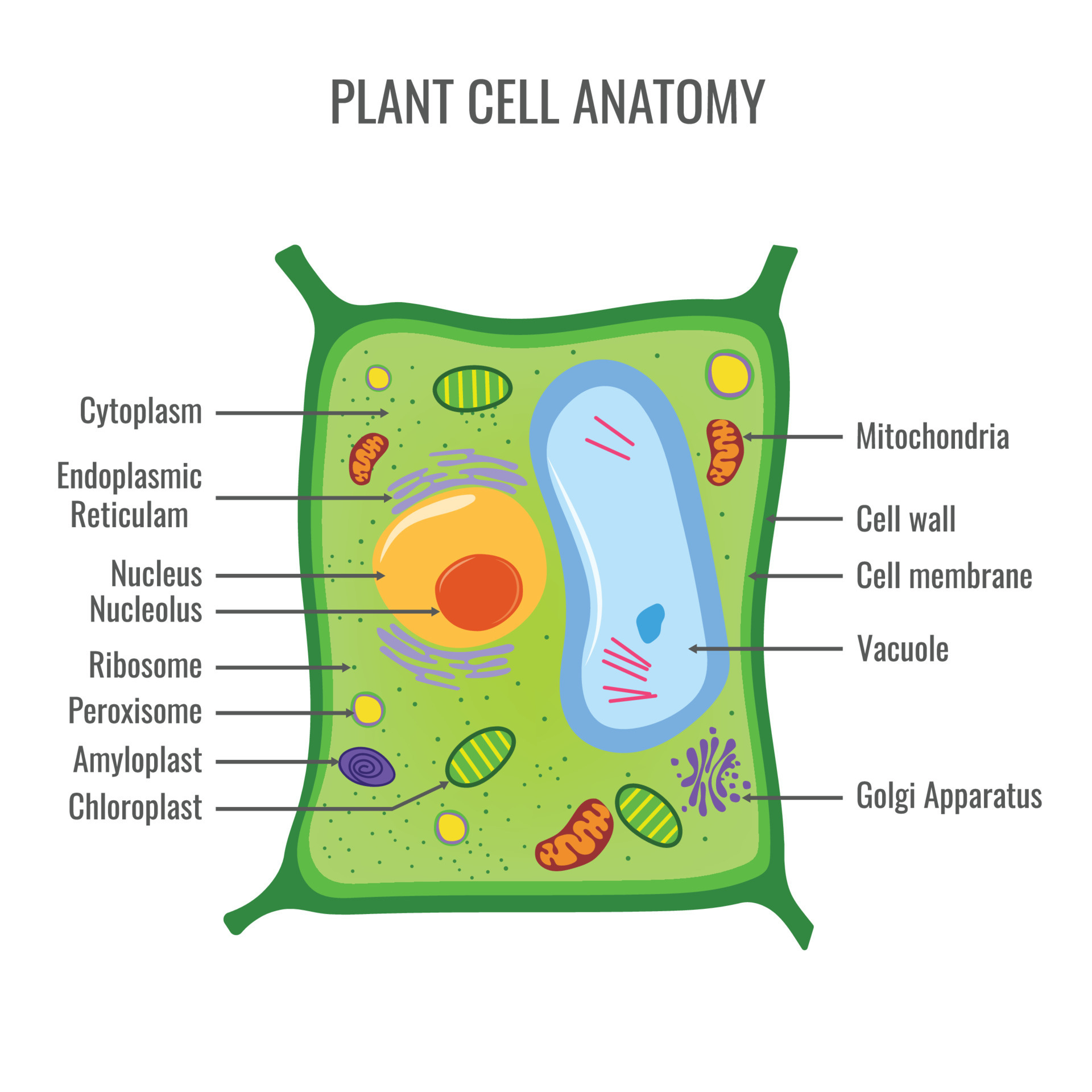 <ul><li><p>Cell wall</p></li><li><p>Central Vacuole</p></li><li><p>Chloroplast</p></li><li><p>Plasmodesmata</p></li></ul><p></p>