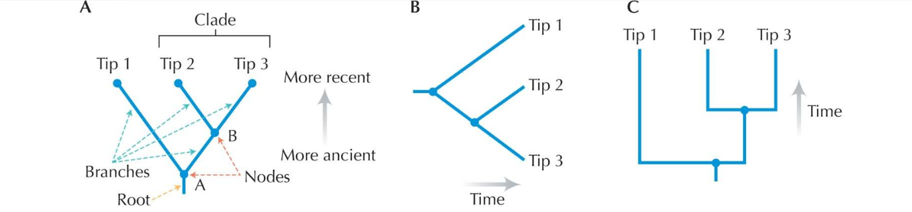 <p>branches: distinct line in tree that represent evolution over time</p><p>nodes: points where branches join represent separation of one lineage into multiple distinct lineages</p><p>tips/terminal nodes/leaves: represent end points for each branch </p>