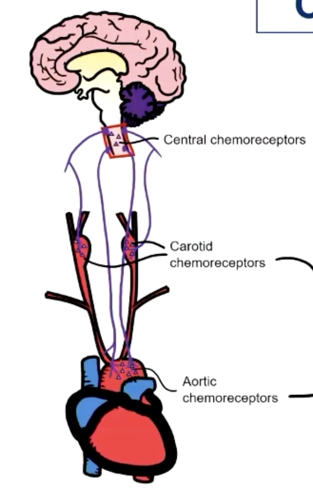 <ul><li><p>mainly regulates ventilation but also has CVS effects</p></li><li><p>arterial not venous detection</p></li></ul><p>CENTRAL CHEMORECEPTORS</p><ul><li><p>within medulla oblongata</p></li><li><p>detect changes in cerebral spinal fluid</p></li><li><p>respond to high PCO2 - low pH</p></li></ul><p>PERIPHERAL CHEMORECEPTORS</p><ul><li><p>carotid and aortic bodies</p></li><li><p>respond to low pH in blood</p></li></ul><p>CVS RESPONSES</p><ul><li><p>Hypocapnia / hypexia (increase CO2 and peripheral resistance)</p></li><li><p>Hypercapnia (decrease CO2, bradycardia)</p></li></ul><p></p>