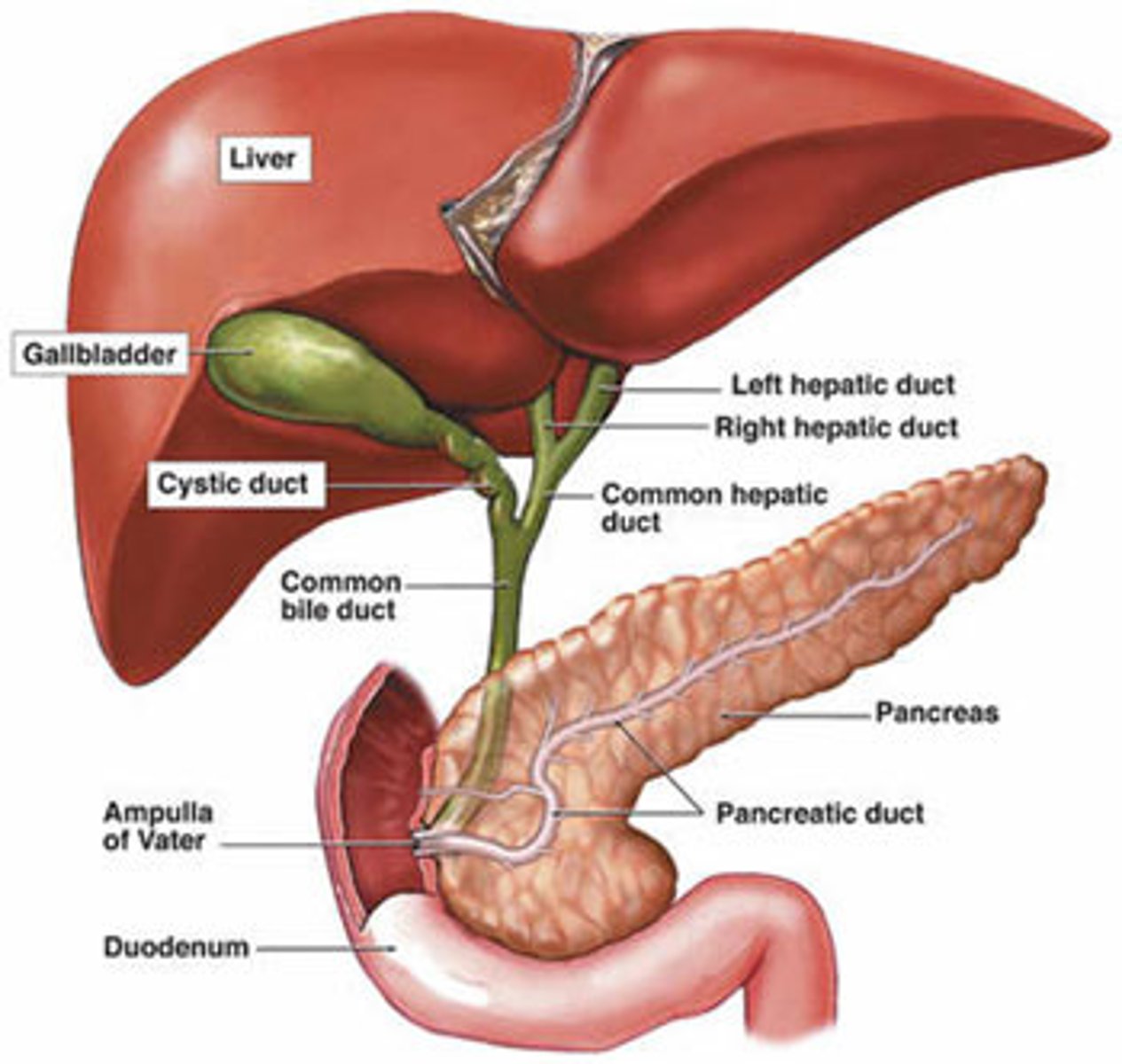 <p>common bile duct</p>