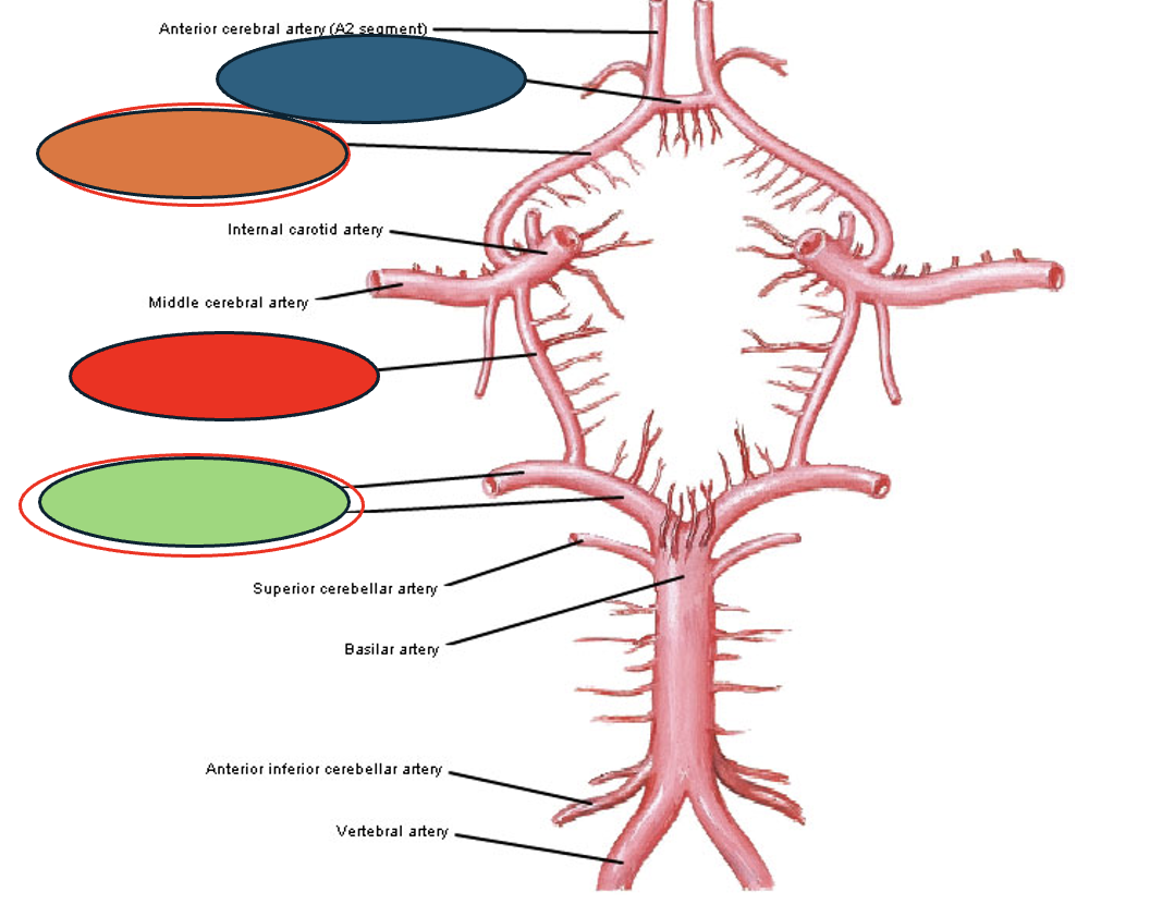 <p>Circle of Willis structures: Blue circle</p>