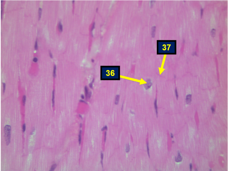 <p>37</p>
