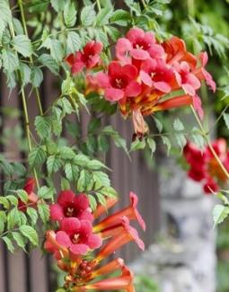 <p>Campsis radicans</p>