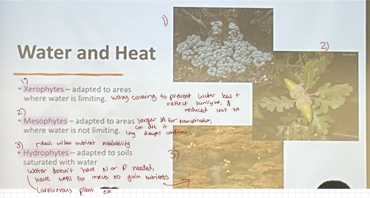 <p>adapted to areas where water is limiting</p><ul><li><p>see image</p></li><li><p>waxy coating to prevent water loss + reflect sunlight &amp; reduced leaf SA</p></li></ul><p></p>