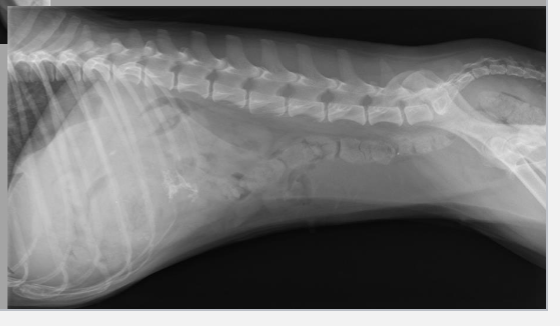 <p>does this rad have excellent, good, decreased, or no peritoneal/retroperitoneal detail</p>