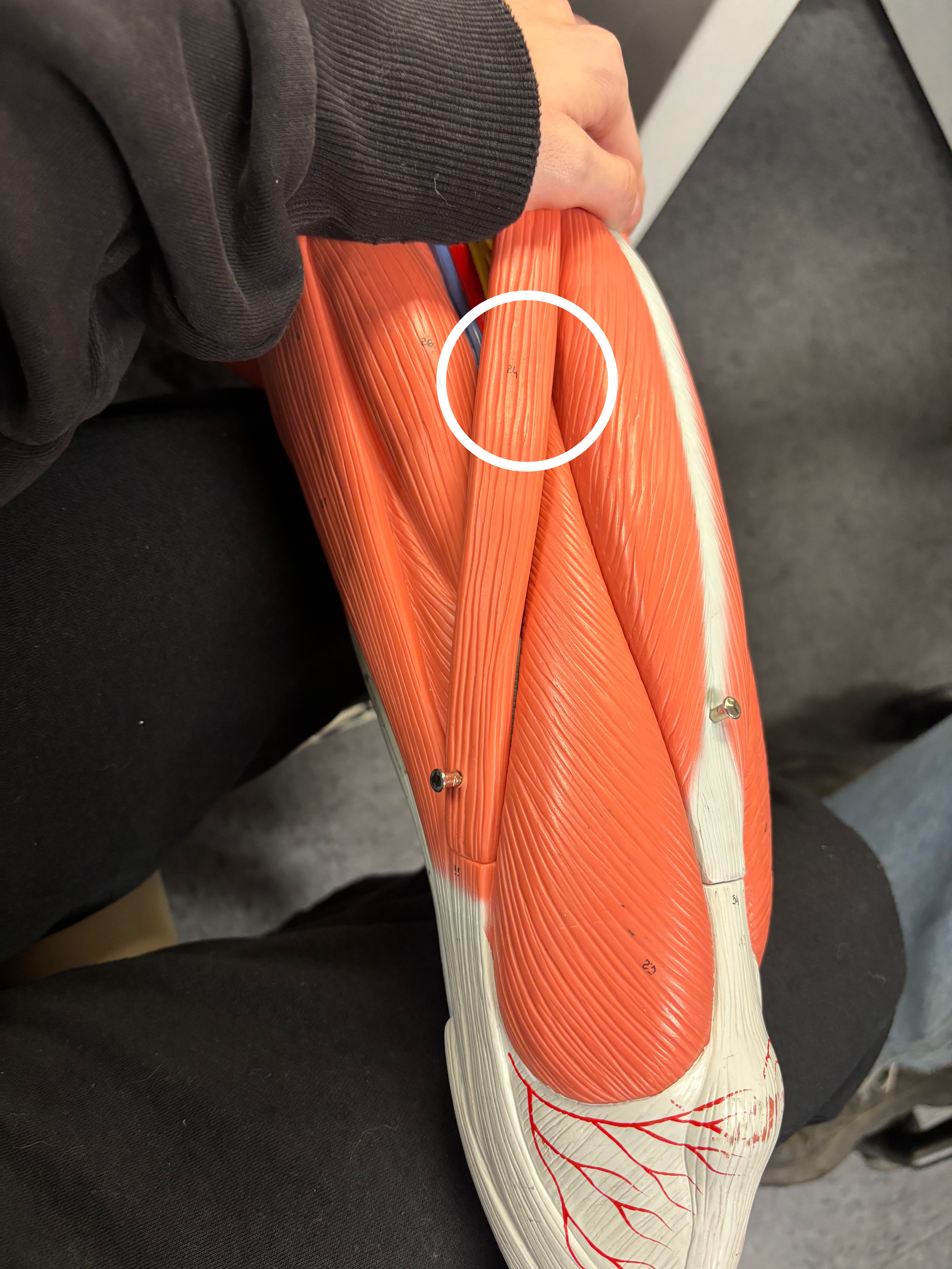 <p>Sartorius muscle</p><p>Flexion, abduction, and lateral (external) rotation of the thigh at the hip joint</p>