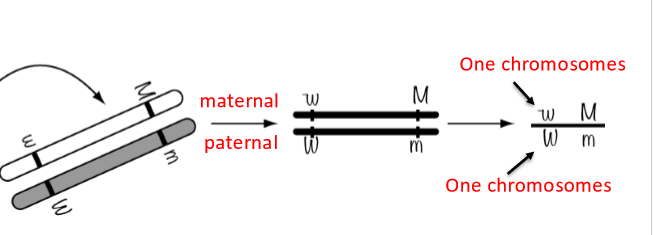<p>What is chromosomal notation?</p>