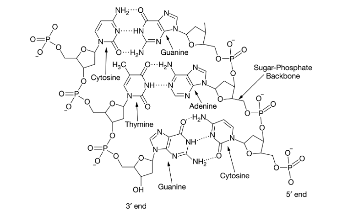 <p><span>Figure 1 shows a short segment of a double-stranded nucleic acid molecule.</span></p><p class="stem_paragraph">Which of the following statements is correct about the molecule shown in Figure 1 ?</p><p>A) It is RNA because of the relative direction of the two strands.</p><p>B) It is RNA because of the number of different nucleotides found in the molecule.</p><p>C) It is DNA because of the nature of the hydrogen bonds between guanine and cytosine.</p><p>D) It is DNA because of the nucleotides present.</p>