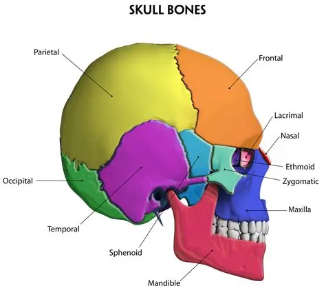 <ol start="4"><li><p>none of these</p></li></ol><p>Reasoning:</p><p>The keystone bone is the “sphenoid bone” </p><ul><li><p><span>It articulates with <strong>all other cranial bones</strong></span></p></li><li><p><span>It sits centrally and helps hold the skull together</span></p></li></ul><p></p>