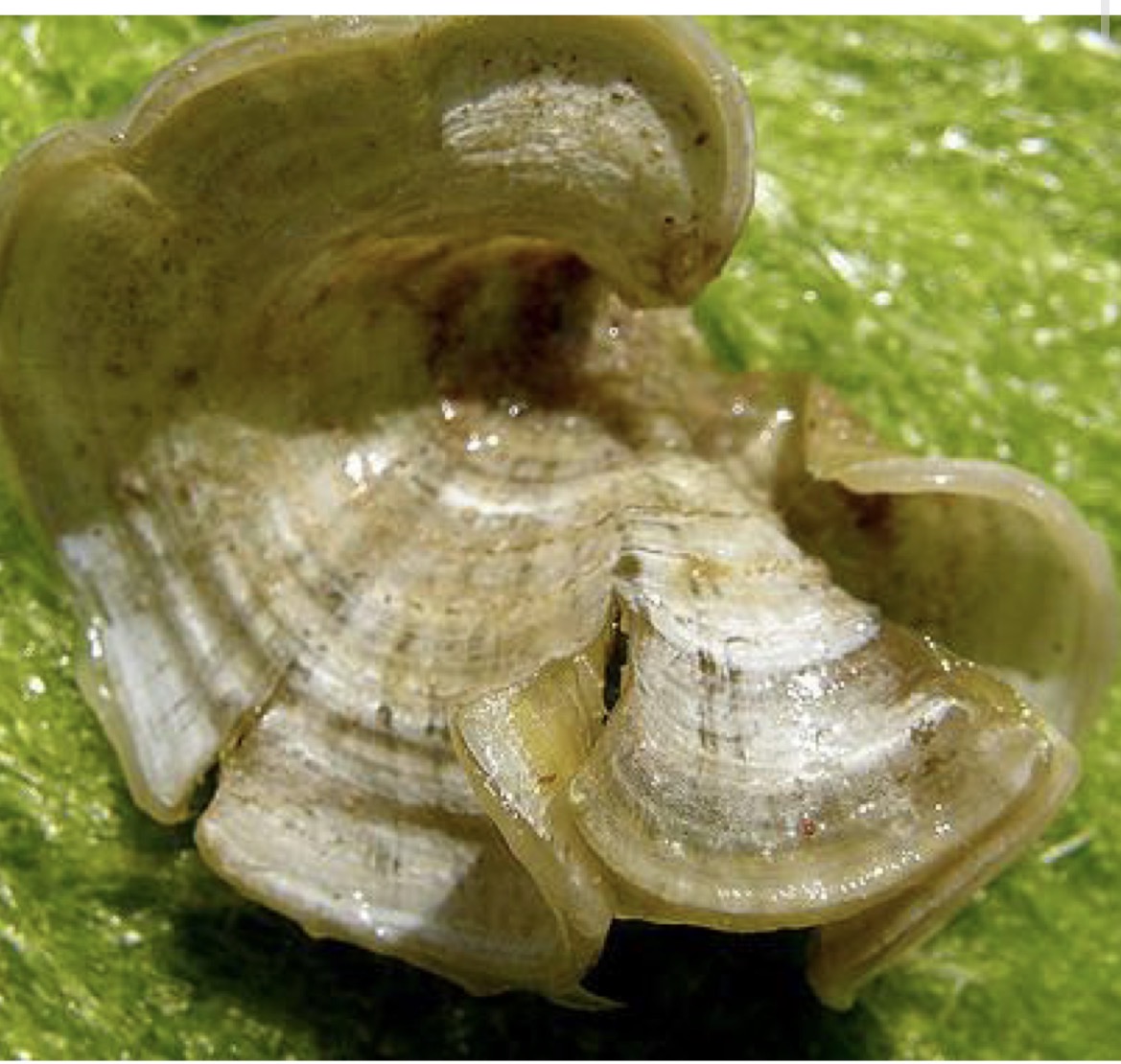 <p>Druzina razred red rod</p>