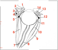 <p>what structure is 1?</p>