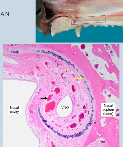 <p>• Vomeronasal organ (VNO) – located in ventral portion of nasal septum</p><p></p><p>Bilateral blind-ended tubular organ</p><p>• Internal epithelial duct (vomeronasal duct)</p><p>• Middle propria submucosa</p><p>• External <strong>cartilaginous </strong>support</p><p>• Rostrally – <strong>incisive duct –</strong> connects the nasal cavity with the oral cavity (except horses – blind ended ventrally)</p>