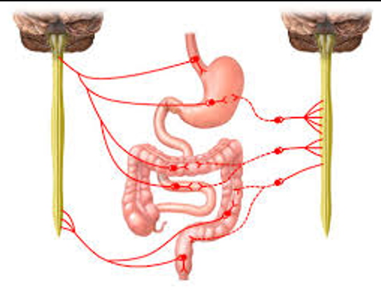 <p>Known as <strong>long reflexes</strong>.</p><ul><li><p>Must travel outside of the local digestive neurons to the CNS</p></li><li><p>Sympathetic Nervous System</p><ul><li><p>Inhibits digestive processes</p></li></ul></li><li><p>Parasympathetic Nervous System </p><ul><li><p>Activity stimulates digestive processes </p></li></ul></li></ul><p></p>